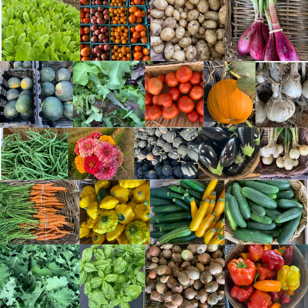 CSA 2026 - Full Share